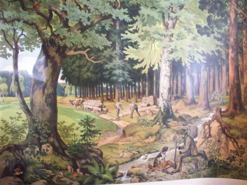 Schreibers künstlerische Wandbilder für den Anschauungs-Unterricht nach Angaben von Franz Engleder gezeichnet von Leo Kainradl. (Tafel 4: Der Wald)