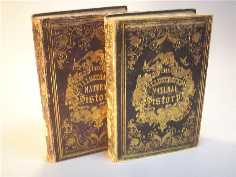 Illustrated Natural History of the Three Kingdoms. Containing Scientific and Popular Descriptions of man, Quadrupeds, Birds, Fishes, Reptiles, Insects, &c. Volume I + II.